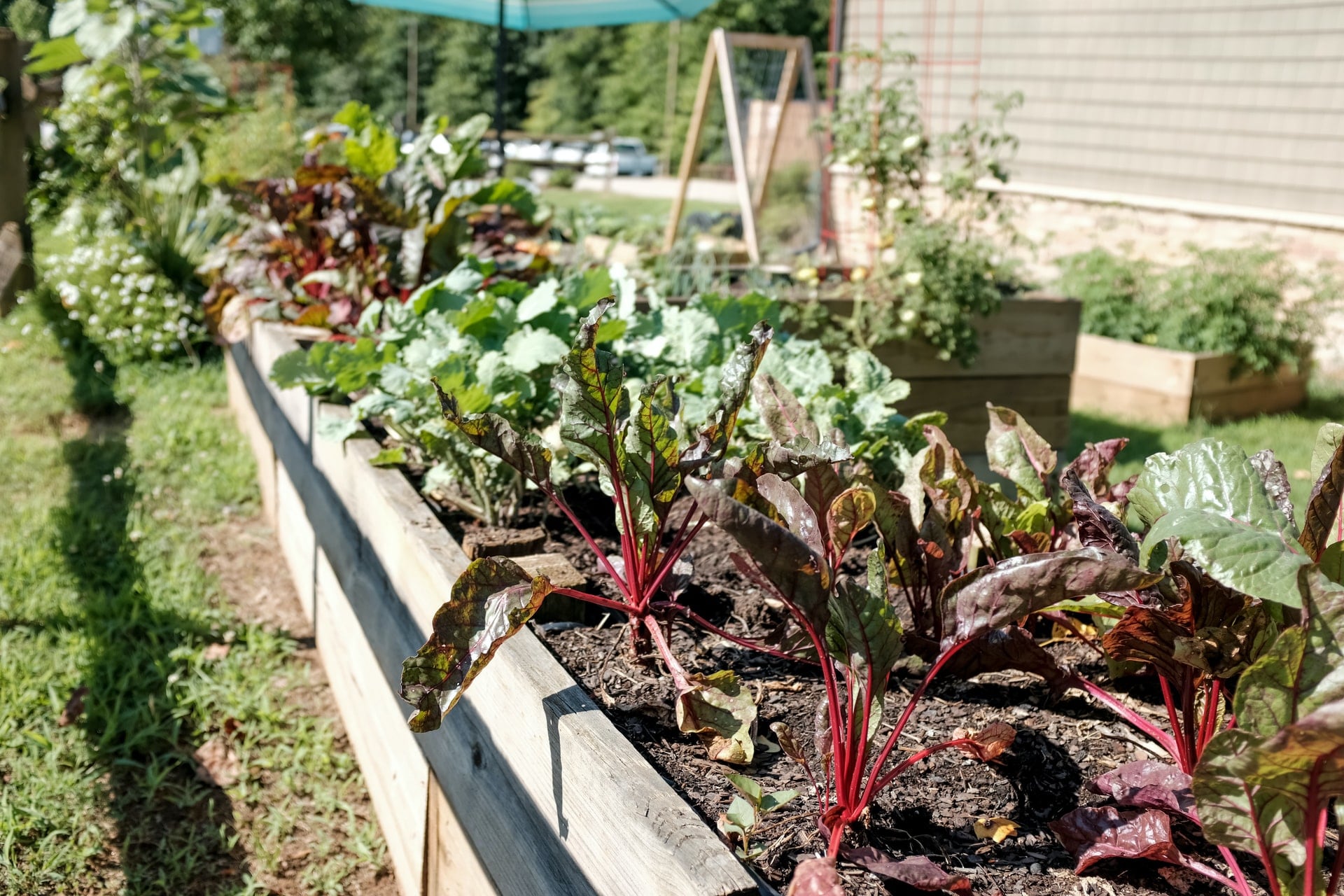 Why Plant a Garden with Vegetables